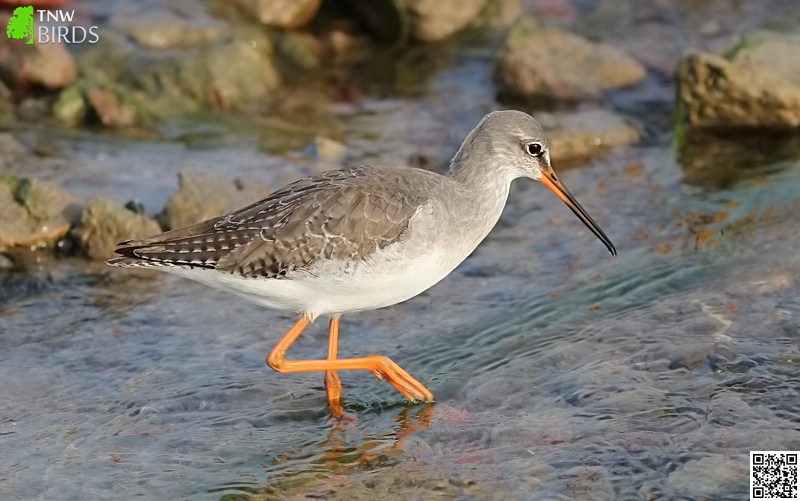 Common Redshank